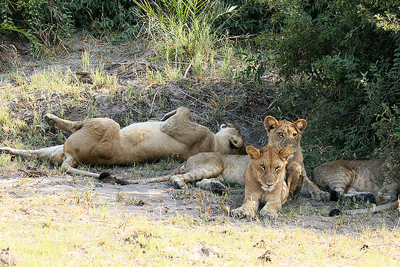 Duba Plains