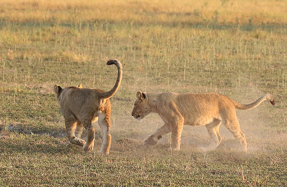 Duba Plains