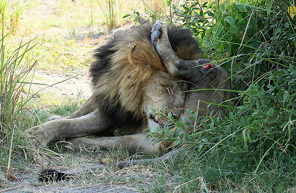 Duba Plains
