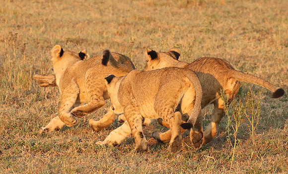 Duba Plains