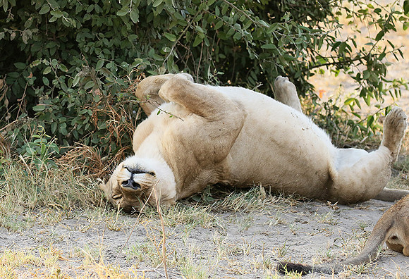 Duba Plains