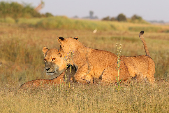 Duba Plains