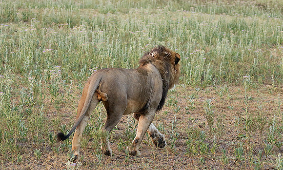 Duba Plains