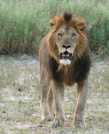 Duba Plains