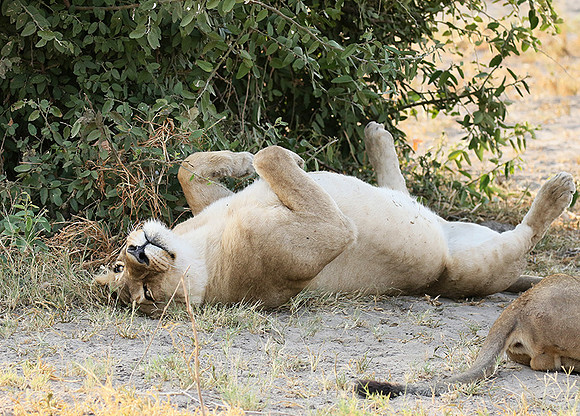 Duba Plains