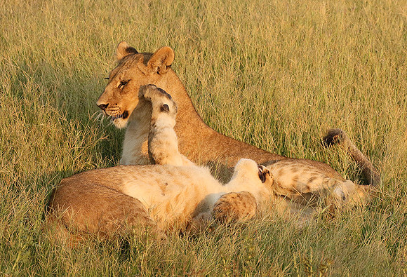 Duba Plains