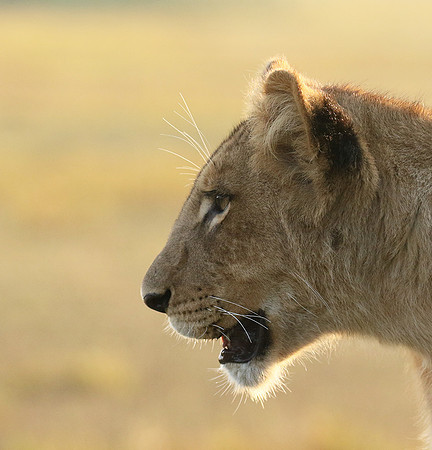 Duba Plains