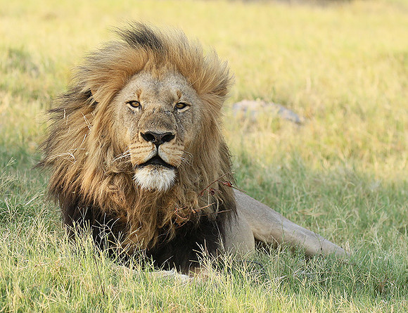 Duba Plains