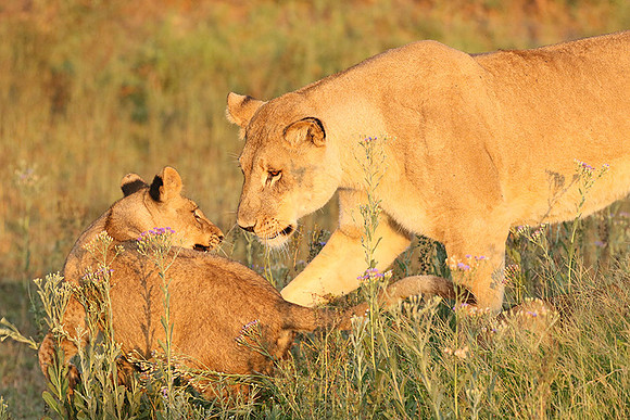 Duba Plains