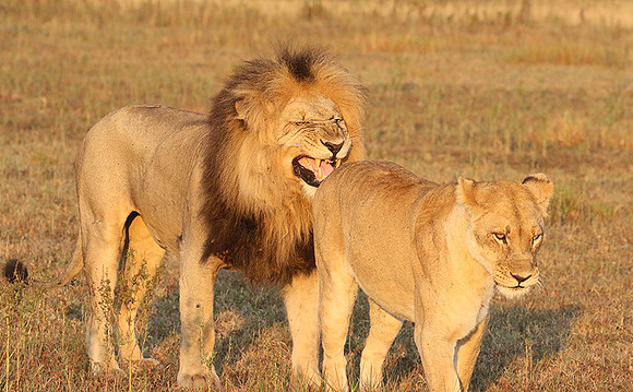 Duba Plains