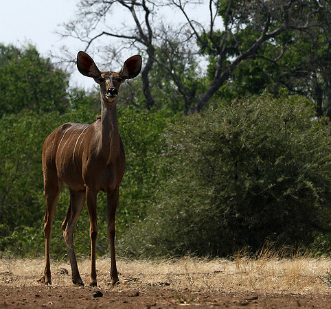 at Mashatu game reserve