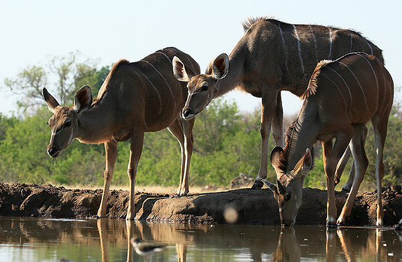 at Mashatu game reserve