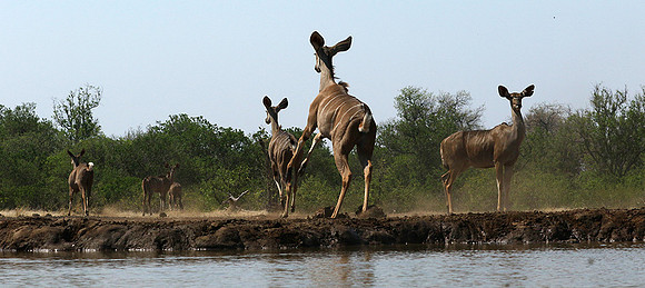 at Mashatu game reserve
