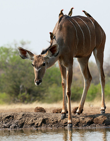 at Mashatu game reserve