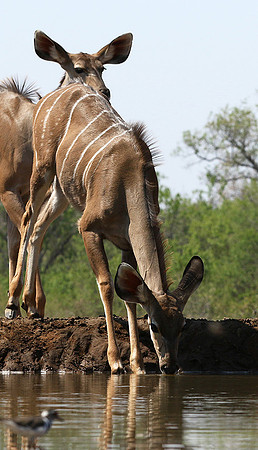 at Mashatu game reserve