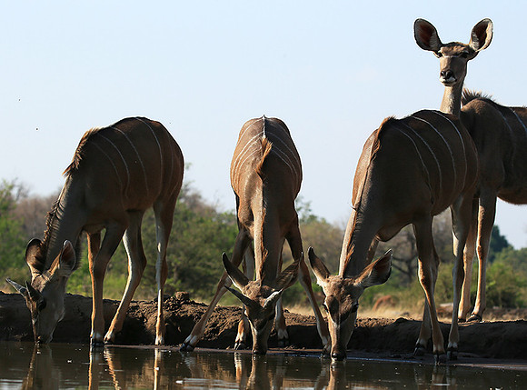 at Mashatu game reserve