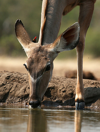 at Mashatu game reserve