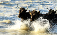 Black bulls