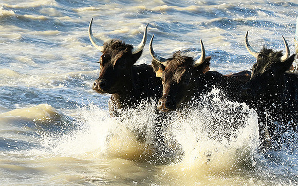 Camargue - black bulls