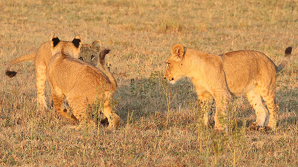 Duba Plains