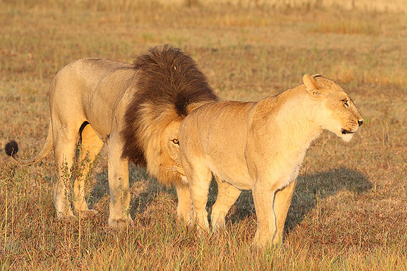 Duba Plains