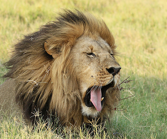 Duba Plains