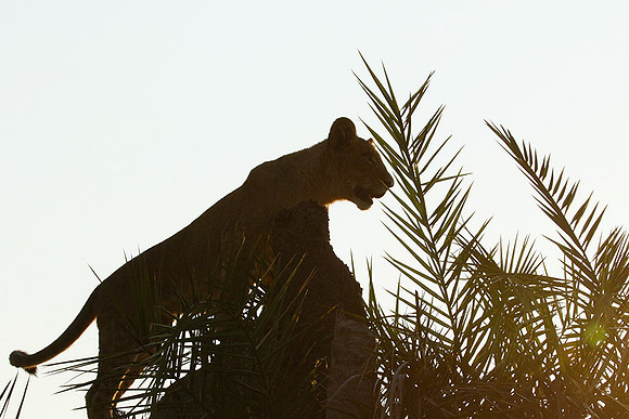 Duba Plains