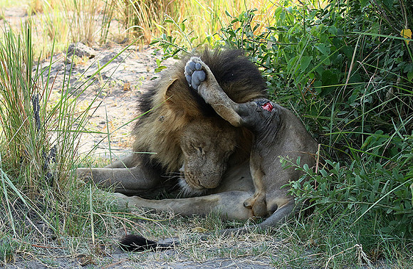 Duba Plains