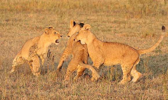 Duba Plains