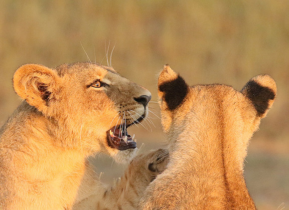 Duba Plains