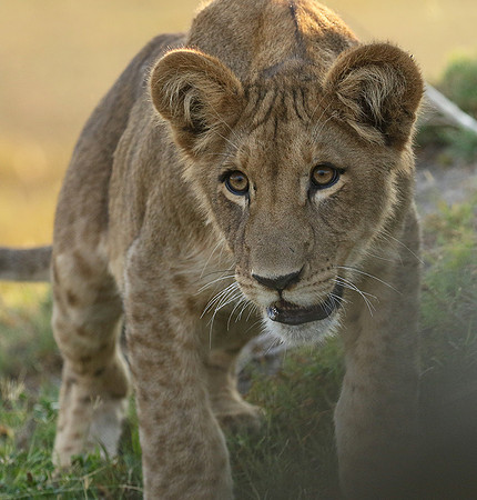 Duba Plains
