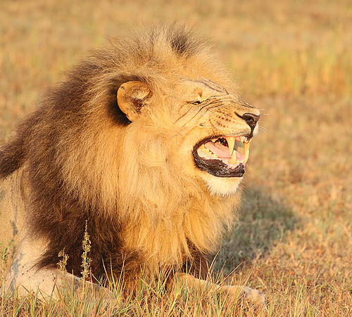 Duba Plains