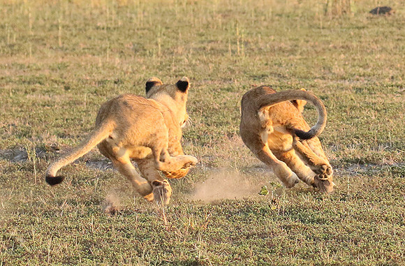 Duba Plains