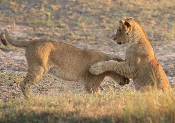 Duba Plains