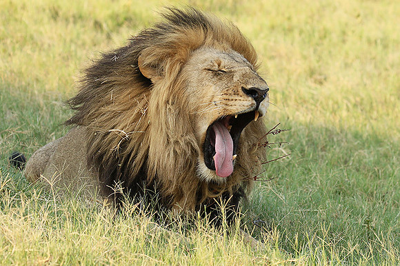 Duba Plains