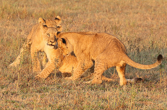 Duba Plains