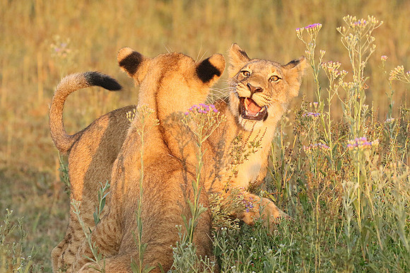 Duba Plains
