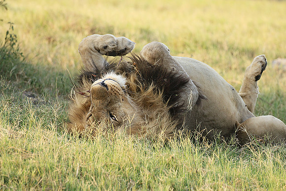 Duba Plains