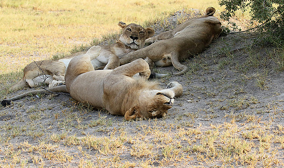 Duba Plains
