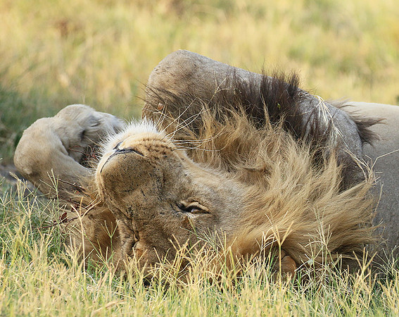 Duba Plains
