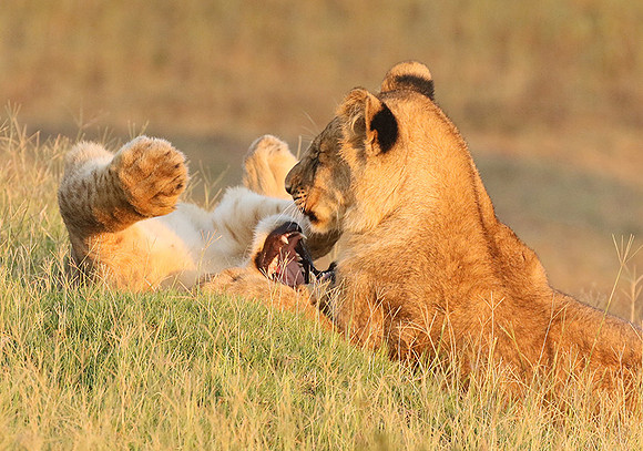 Duba Plains