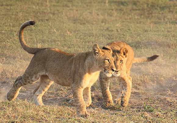 Duba Plains