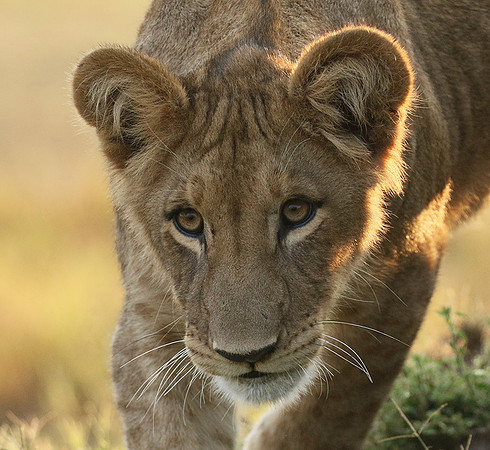 Duba Plains