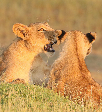 Duba Plains