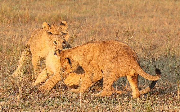 Duba Plains