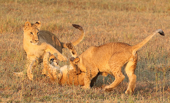 Duba Plains