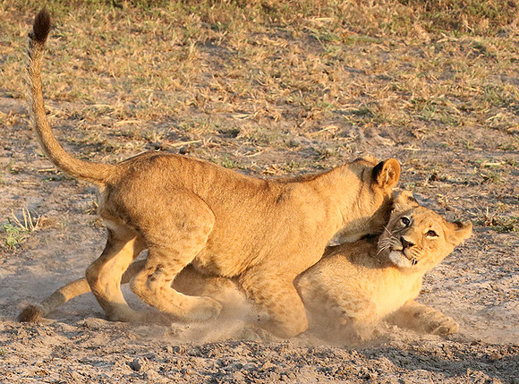Duba Plains