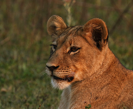Duba Plains