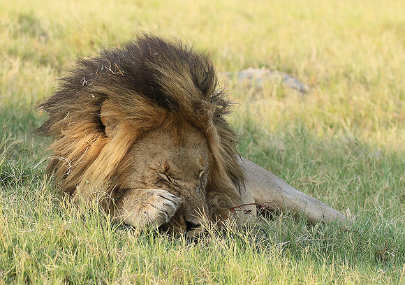 Duba Plains