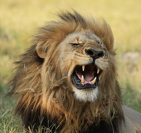 Duba Plains